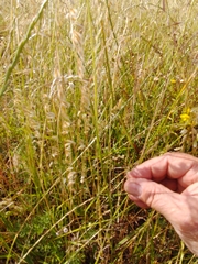 Melica brasiliana