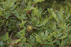 Quercus trojana