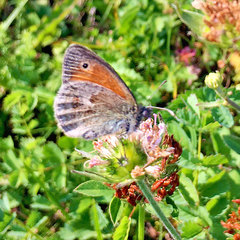 Coenonympha pamphilus