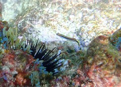 Trachinops taeniatus