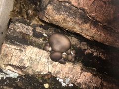 Pleurotus columbinus