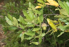 Quercus trojana