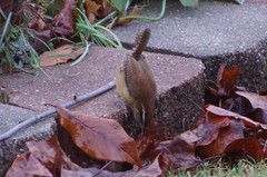 Thryothorus ludovicianus