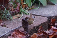 Thryothorus ludovicianus