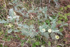 Astragalus pycnostachyus