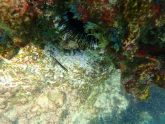 Trachinops taeniatus