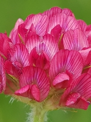 Trifolium africanum africanum