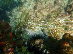 Trachinops taeniatus