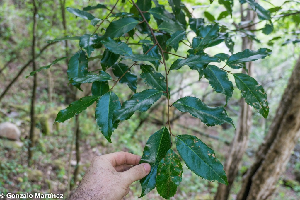 Prunus tucumanensis