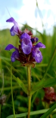 Prunella grandiflora