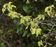 Carpinus orientalis