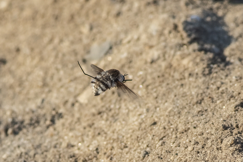 Bombylius incanus photo 4