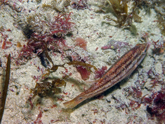 Symphodus bailloni