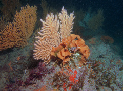 Pentapora foliacea