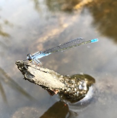 Paracercion calamorum calamorum