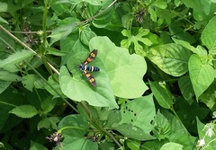 Euchromia horsfieldi