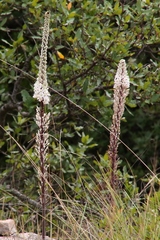 Drimia pancration