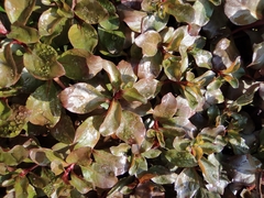 Alternanthera bettzickiana