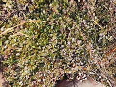 Alternanthera bettzickiana