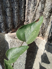 Cocculus orbiculatus