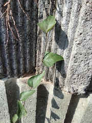 Cocculus orbiculatus