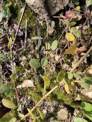 Lespedeza tomentosa