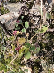 Lespedeza tomentosa