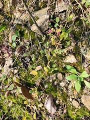 Lespedeza tomentosa