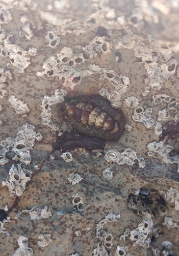 California Nuttall chiton