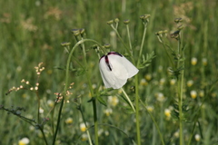 Papaver albiflorum