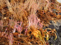 Marathrum capillaceum
