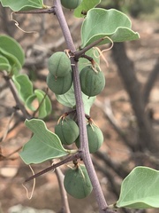 Adenia spinosa