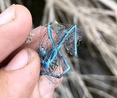 Paracercion plagiosum