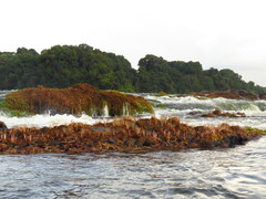 Marathrum capillaceum