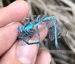 Paracercion plagiosum