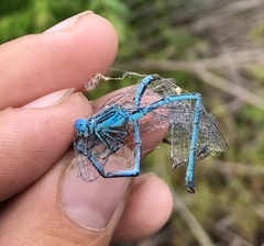 Paracercion plagiosum