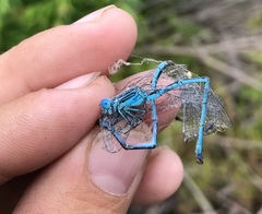 Paracercion plagiosum