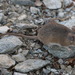 Arabian Spiny Mouse - Photo (c) Jacky Judas, some rights reserved (CC BY), uploaded by Jacky Judas