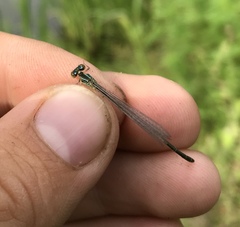 Paracercion v-nigrum