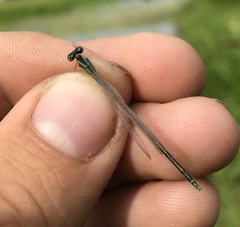 Paracercion v-nigrum