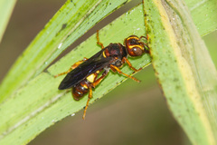 Cerceris bicornuta