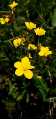 Linum flavum