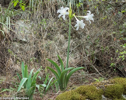 Hippeastrum argentinum, photograph 2