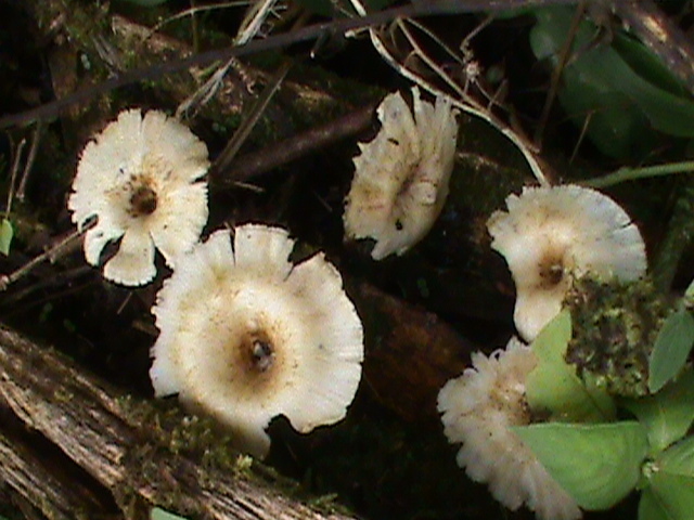 Lentinus crinitus · October 2020 · photo: © aaaguirre (iNaturalist, cc-by)