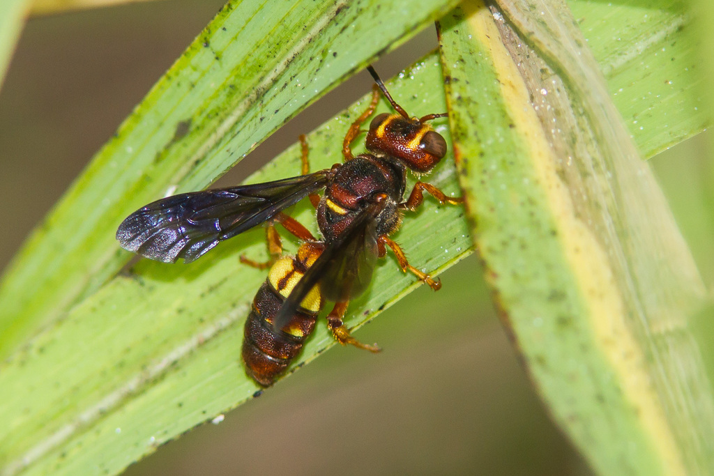 Cerceris bicornuta