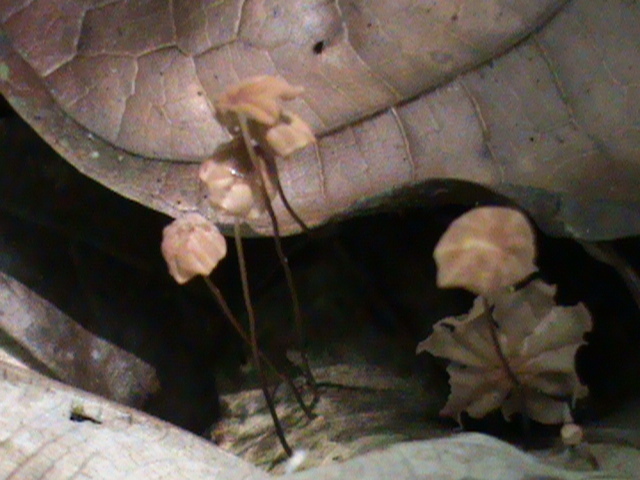 Marasmius siccus · October 2020 · photo: © aaaguirre (iNaturalist, cc-by)