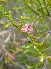 Passerina truncata