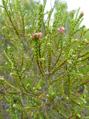 Passerina truncata