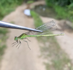 Paracercion plagiosum