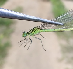 Paracercion plagiosum